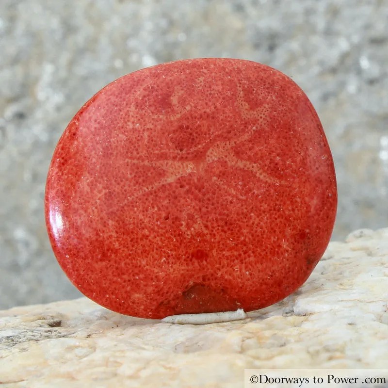 Magical Crimson Red Kundalini Coral Palm Stone